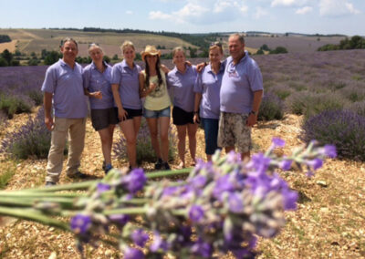 Lavendelernte in der Provence