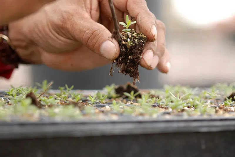 Young Living has their own farms all over the world