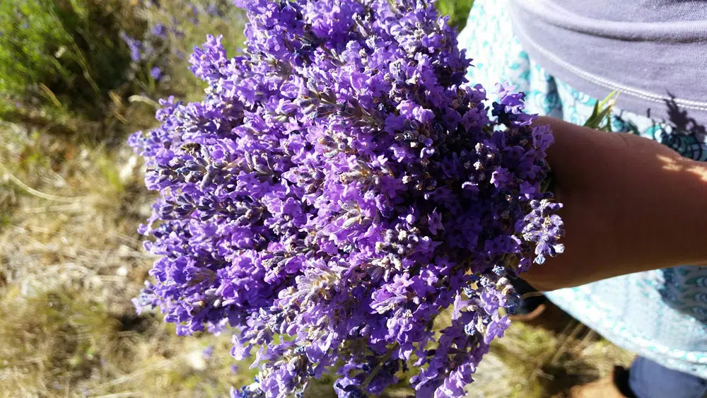 Young Living Farm Südfrankreich