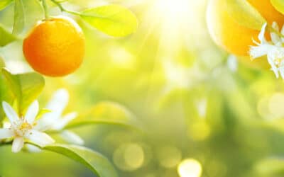 Ätherisches Orangenöl – die Sonne in der Flasche